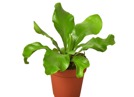 Bird's Nest 'Nidus' Fern