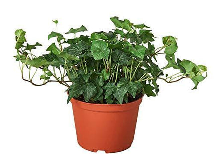 English Ivy Green California
