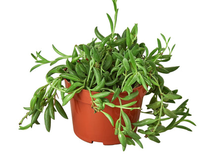 Succulent 'String of Bananas'