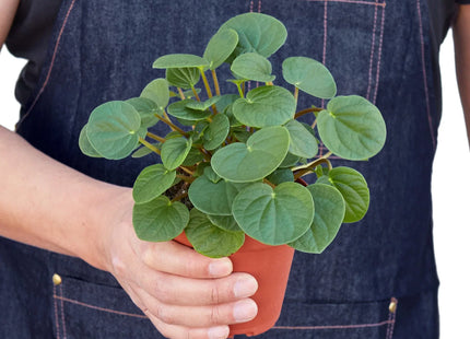 Peperomia 'Rana Verde'