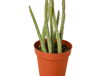 Senecio Stapeliiformis Pickle Plant