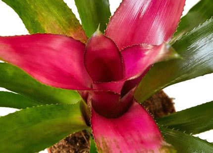 Bromeliad 'Donna'