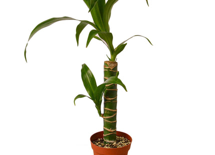 Dracaena Elegance