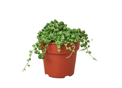 Succulent 'String of Pearls'