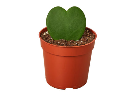 Hoya Sweetheart