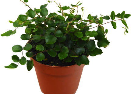 Button Fern