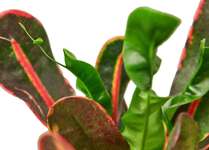 Croton 'Mammy'