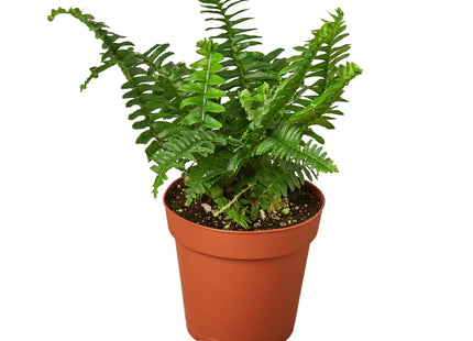 Jester's Crown Fern