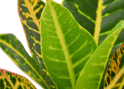 Croton Petra 'Joseph's Coat'