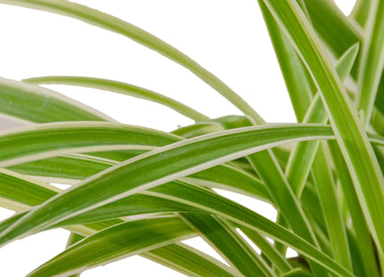 Spider Plant Reverse