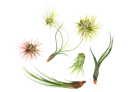 7 Air Plant Variety Pack - Tillandsias