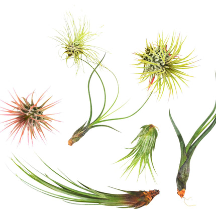 7 Air Plant Variety Pack - Tillandsias