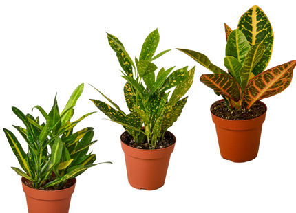 3 Croton Variety Pack / 4" Pot / Live Plant / House Plant
