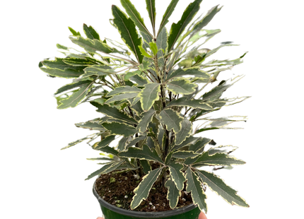 Aralia 'Bianca'