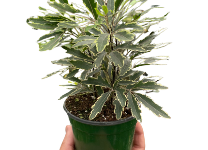 Aralia 'Bianca'