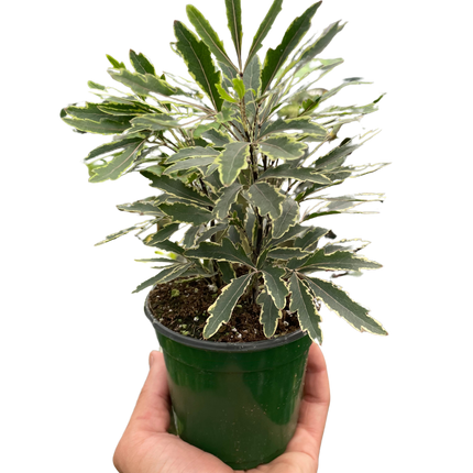 Aralia 'Bianca'