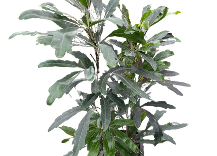 Aralia 'Green'