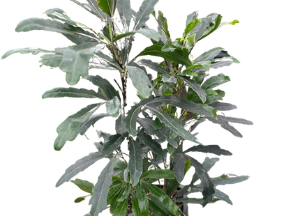 Aralia 'Green'