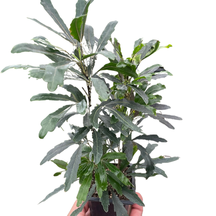 Aralia 'Green'