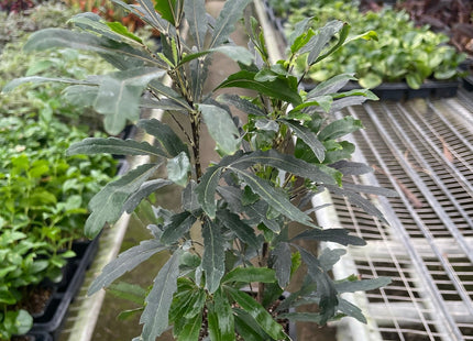 Aralia 'Green'