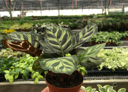 Calathea 'Makoyana'
