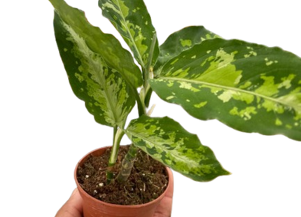 Chinese Evergreen Pictum Tricolor