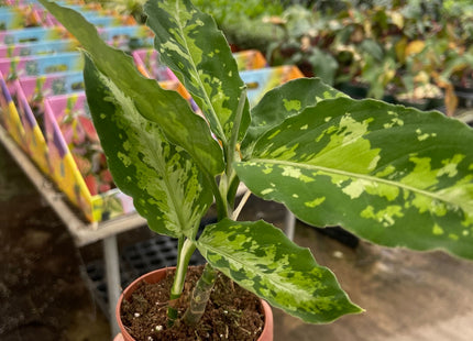 Chinese Evergreen Pictum Tricolor
