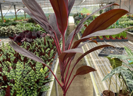 Cordyline 'Calypso Queen'