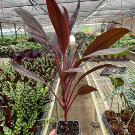 Cordyline 'Calypso Queen'