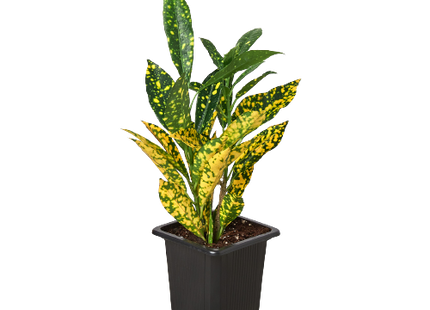 Croton 'Gold Dust'
