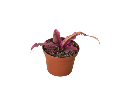 Cryptanthus 'Pink Star' - 3" Pot