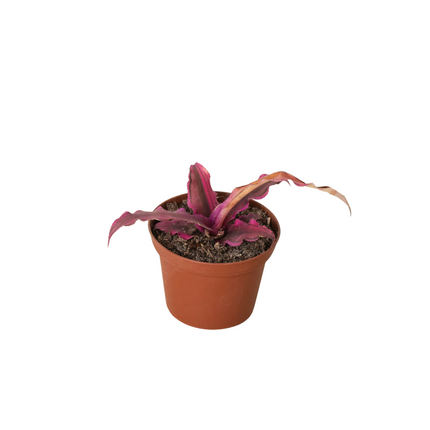 Cryptanthus 'Pink Star' - 3" Pot | Live Plant for Indoor & Outdoor | House Plant Decor