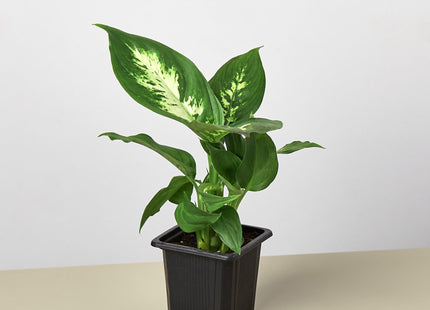 Dieffenbachia Camille