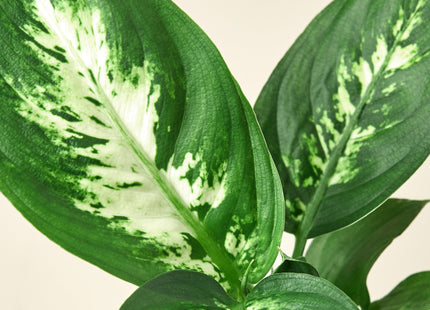 Dieffenbachia Camille