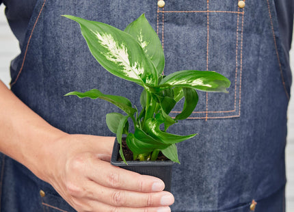 Dieffenbachia Camille