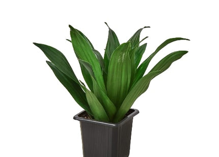 Dracaena 'Janet Craig'