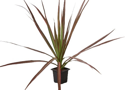 Dracaena 'Colorama'