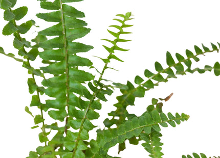 Jester's Crown Fern