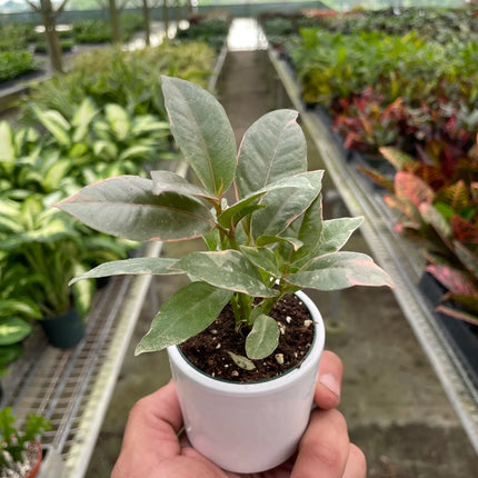 Ficus Elastica 'Tineke'