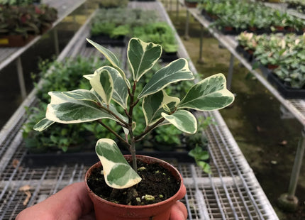 Ficus Elastica 'Triangularis' Variegated