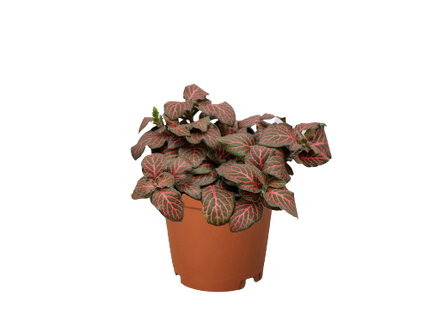 Fittonia 'Red'