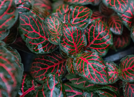 Fittonia 'Red'