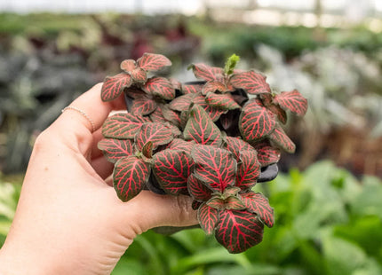 Fittonia 'Red'