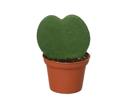 Hoya Sweetheart