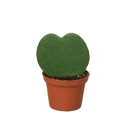 Hoya Sweetheart | Live Plant for Indoor & Outdoor | House Plant Decor