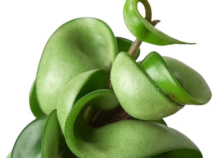 Hoya Rope Plant