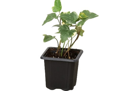 English Ivy 'Glacier'