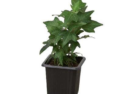English Ivy Green California