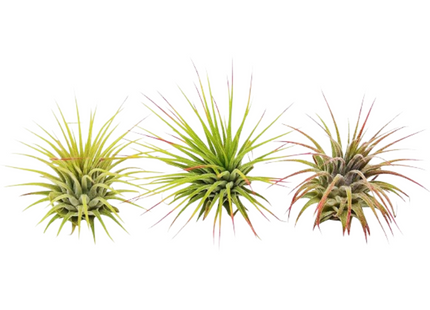 3 Ionantha Guatemala Air Plants / Blooms