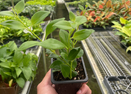 Lipstick Plant